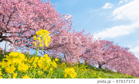 南伊豆町・下賀茂の河津桜 97837372