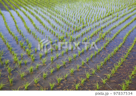 A large area of rice seedling fields in Meinong, Kaohsiung, Taiwan. A large area of rice seedling fields in Meinong, Kaohsiung, Taiwan. 97837534