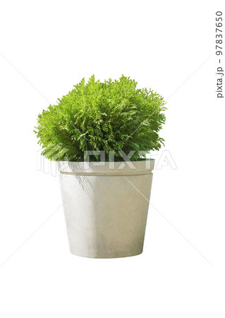 Outdoor pot with cypress in landscape design, isolated on white background. Container gardening. 97837650