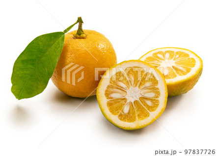日本のフルーツ、橙 97837726