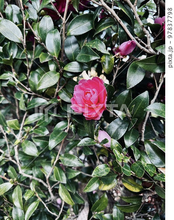 冬の寒さのなか力強く咲く山茶花（サザンカ） 97837798