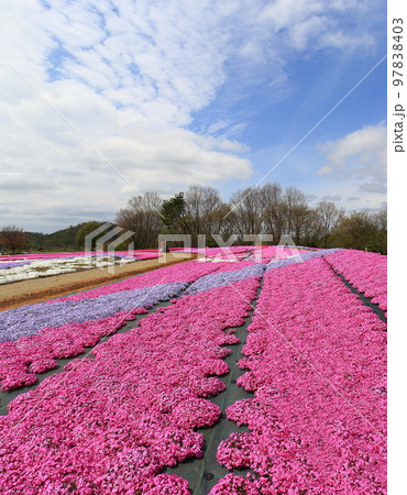 花畑 花夢の里 花畑 花夢の里 97838403