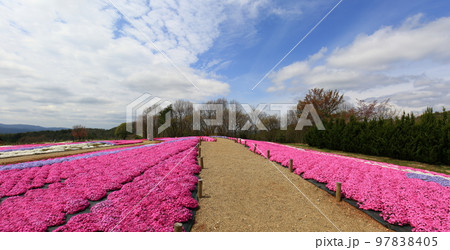 花畑　花夢の里 97838405