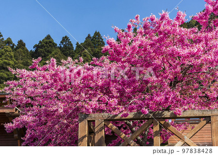 Colorful Taiwan cherry blossoms bloom next to the train station in Alishan Forest Recreation Area in Chiayi, Taiwan. Colorful Taiwan cherry blossoms bloom next to the train station in Alishan Forest Recreation Area in Chiayi, Taiwan. 97838428