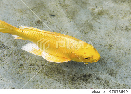 Close-up of fancy carp fish swimming in clearwater Close-up of fancy carp fish swimming in clearwater 97838649