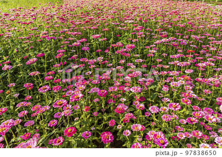 A large area of Cosmos bipinnatus flowers as a background A large area of Cosmos bipinnatus flowers as a background 97838650