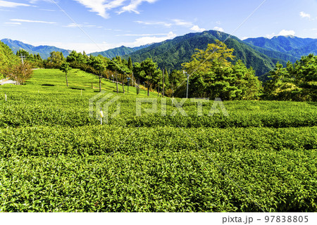 Beautiful tea plantation landscape on the mountaintop of Fushoushan Farm in Taichung, Taiwan. Beautiful tea plantation landscape on the mountaintop of Fushoushan Farm in Taichung, Taiwan. 97838805