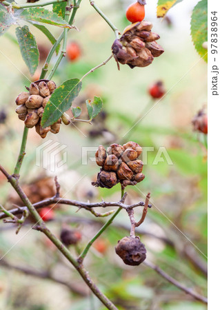 or Rosehip disease what is making the bush drying. Plant disease of Wild Rose on dandelion Dog Rose 97838964