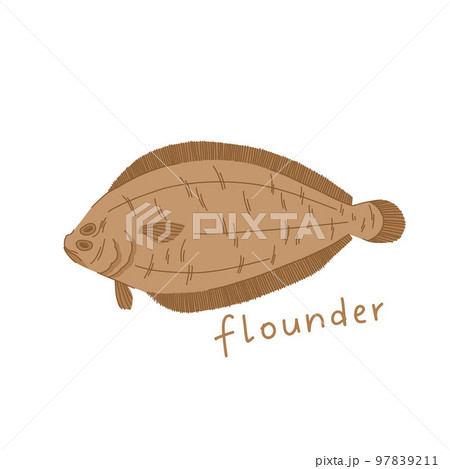 Flounder illustration in cartoon style. Sea fish isolated on white background. 97839211