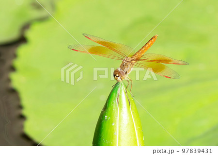 Orange dragonfly perched on a lotus bud 97839431