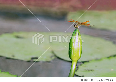 Orange dragonfly perched on a lotus bud Orange dragonfly perched on a lotus bud 97839433