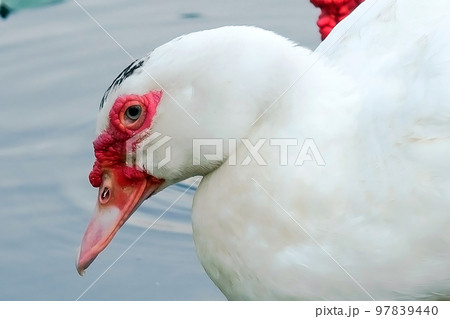 Head shot ofBarbary duck by the pond, selective focus on eyes Head shot ofBarbary duck by the pond, selective focus on eyes 97839440