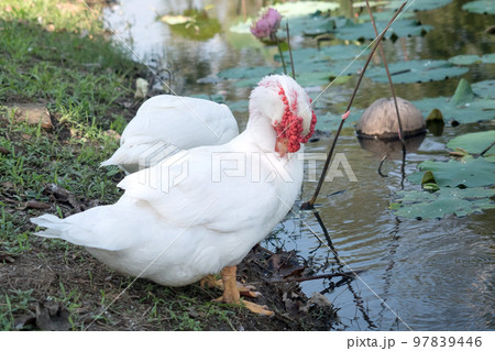 White Barbary duck foraging by the pond White Barbary duck foraging by the pond 97839446