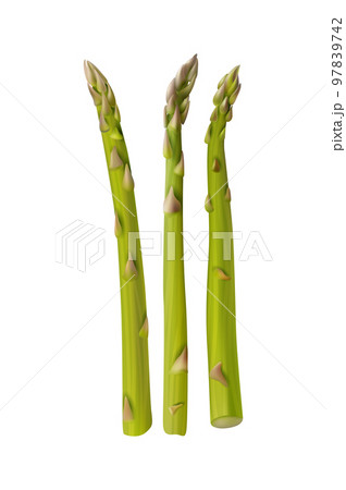 Realistic Asparagus Illustration Realistic Asparagus Illustration 97839742