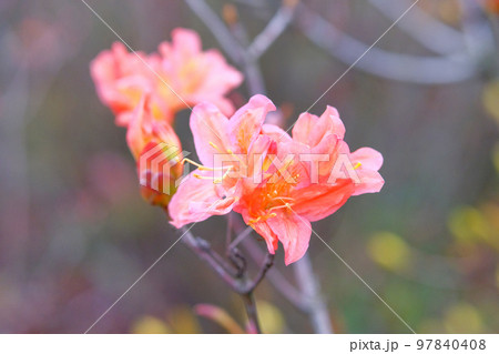 Rhododendron bush is blooming in city park. Coral flowers is growing in garden. Landscaping and decoration in spring season. 97840408