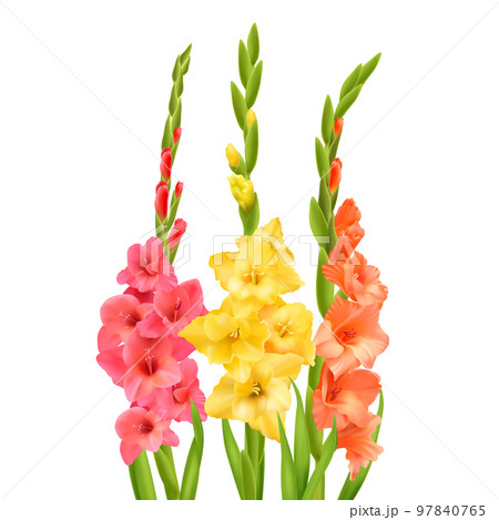 Realistic Gladiolus Flowers 97840765