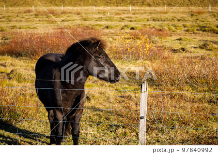 Typical breed of Icelandic horses on pasture Typical breed of Icelandic horses on pasture 97840992