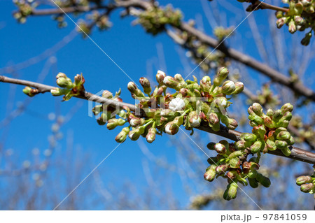 Densely covered branch with cherry buds. Densely covered branch with cherry buds. 97841059