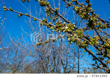 Spring garden against the blue sky. Cherry branches in buds. 97841060