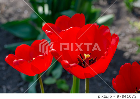 Red tulips close up. Red tulips close up. 97841075