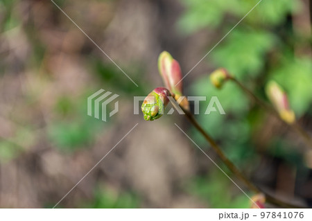 Young buds of linden leaves. Young buds of linden leaves. 97841076