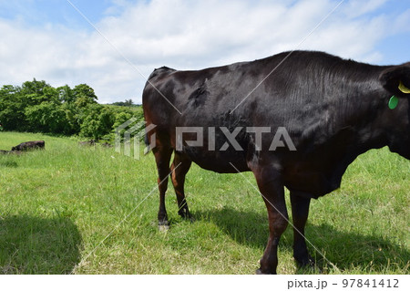 牛の放牧 月山高原牧場 山形県 97841412
