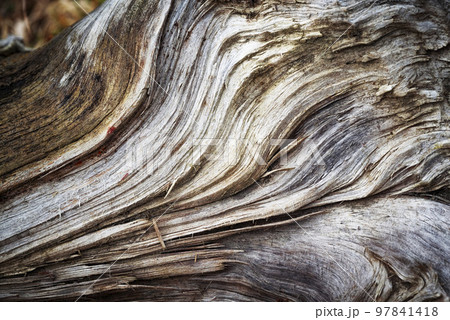 abstract detail on old colored rotten wood abstract detail on old colored rotten wood 97841418
