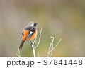 野鳥　冬鳥　ジョウビタキ　4 97841448