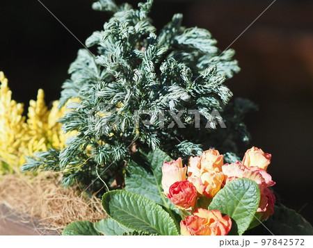冬に強い花の寄せ植え 冬に強い花の寄せ植え 97842572