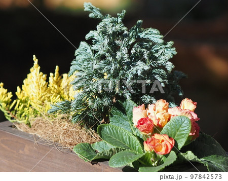 寒さに強い冬の花寄せ植え 寒さに強い冬の花寄せ植え 97842573
