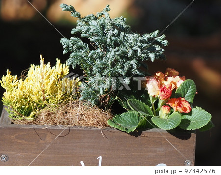 寒さに強い花の寄せ植え 寒さに強い花の寄せ植え 97842576