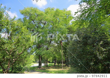 センダンの木 センダンの木 97842911