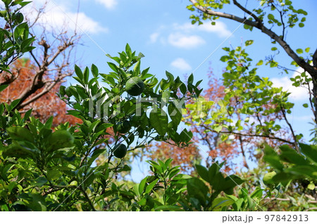 ダイダイの実 ダイダイの実 97842913