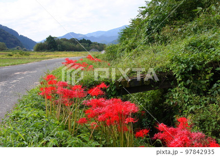 里山の農道、小川沿いに咲くヒガンバナ 里山の農道、小川沿いに咲くヒガンバナ 97842935