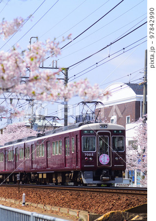 阪急電車 さくら号 桜満開&快晴 阪急電車 さくら号 桜満開&快晴 97842990