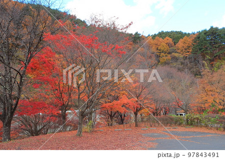 秋のもみじ湖の景観 秋のもみじ湖の景観 97843491