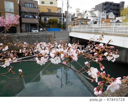 帷子川沿いの桜 97843728