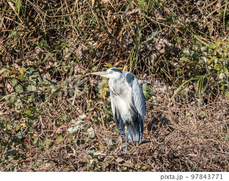 冬枯れの野に立つアオサギ 冬枯れの野に立つアオサギ 97843771