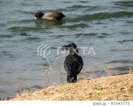 冬の淀川川岸に立つカラス　ハシブトガラス 97843775