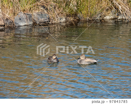 淀川のワンドを泳ぐヨシガモ　メス 97843785