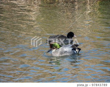 淀川のワンドを泳ぐヨシガモとオオバン 97843789