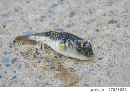 釣りたてクサフグ 釣りたてクサフグ 97843826