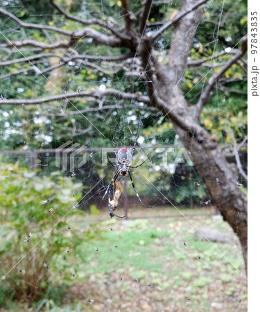 皇居 ジョロウグモ 腹側 皇居 ジョロウグモ 腹側 97843835