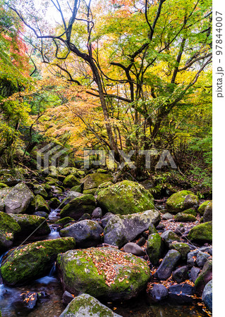 マゼノ渓谷の紅葉　【熊本県阿蘇郡南小国町】 97844007