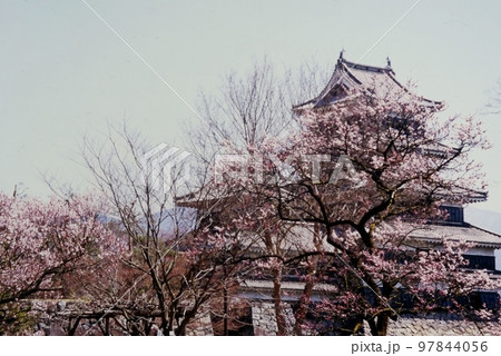 梅の花と松本城 梅の花と松本城 97844056