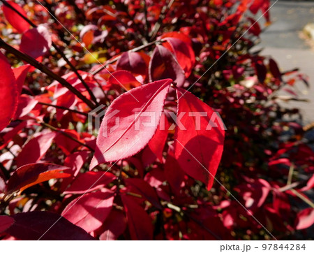 紅葉　ニシキギ 97844284