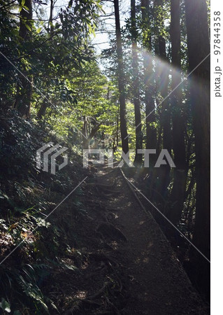 光が差す森の中の遊歩道 光が差す森の中の遊歩道 97844358