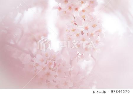 Cherry Blossoms 97844570