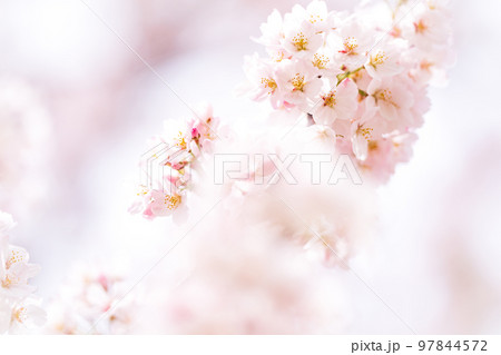Cherry Blossoms 97844572