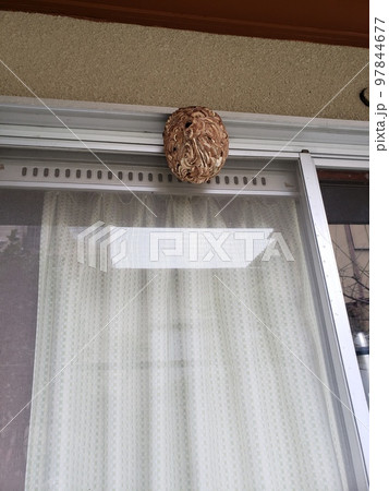 蜂の巣 軒先 スズメバチ 蜂の巣 軒先 スズメバチ 97844677